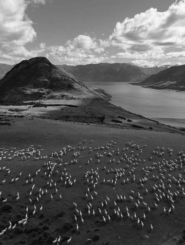 a black & white photo of many sheep grazing outdoors amidst mountains & a partially cloudy sky in the background