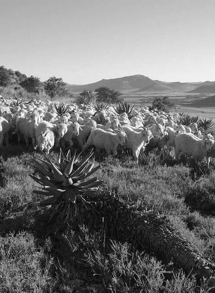 a black & white photo of a herd of sheep looking towards the camera, with a cactus in the foreground, and mountains in the background against a clear sky
