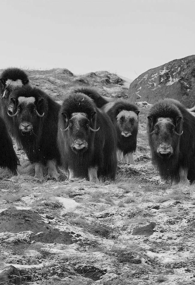 a black & white photo of a herd of Musk Ox looking towards the camera, with rocks in the background against a clear sky