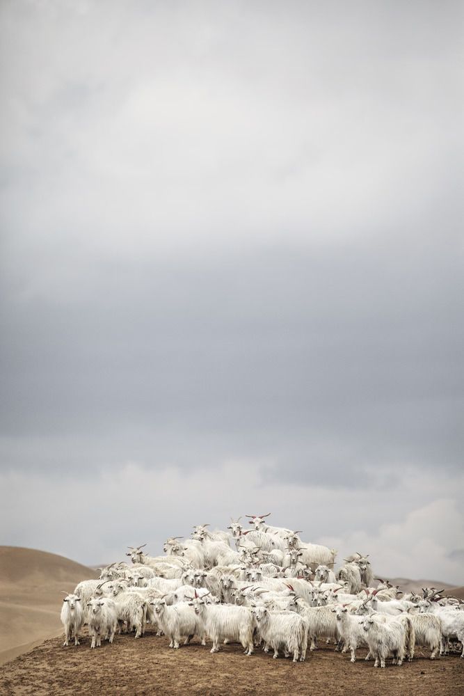A herd of Vicuna atop a hill surrounded by cloudy skies