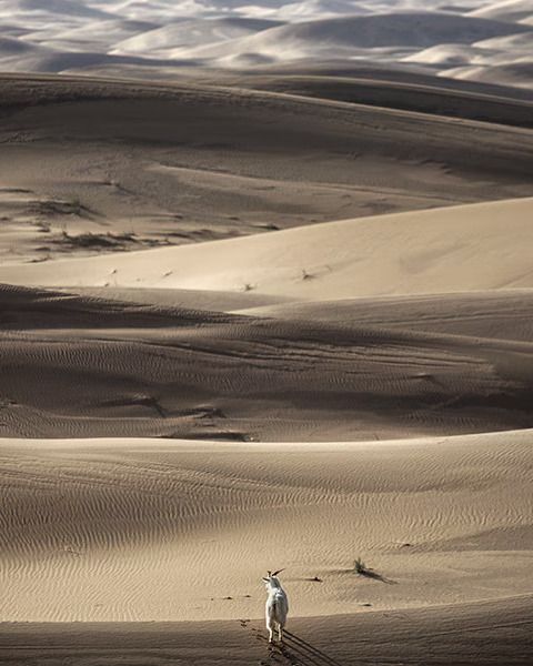 A Vicuna looking into the hills in the distance