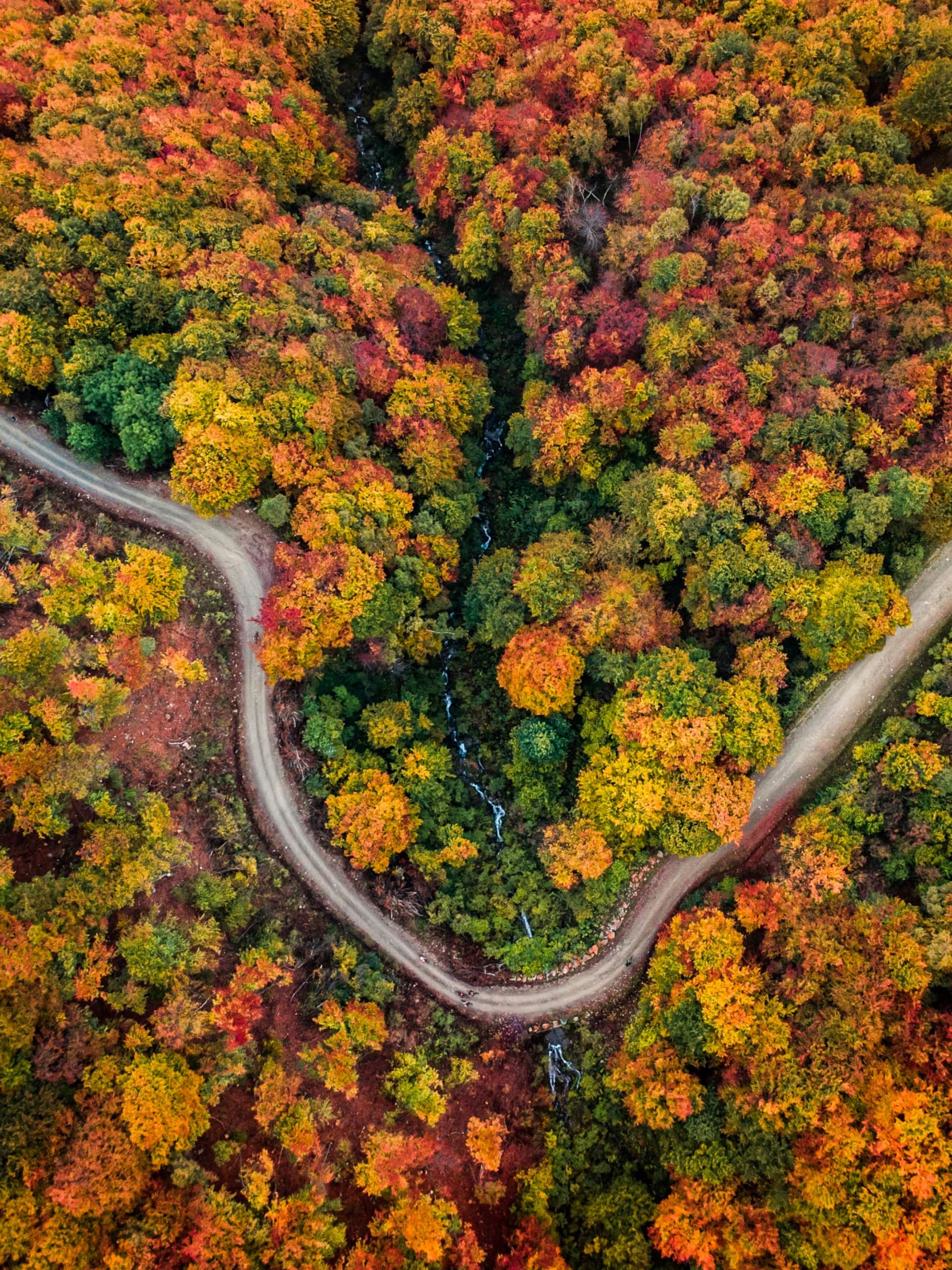 An eagle's eye view of vibrant green yellow & red foliage with a windy road in the middle